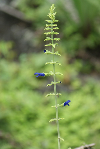 Salvia mexicana