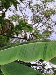 Aegithina lafresnayei