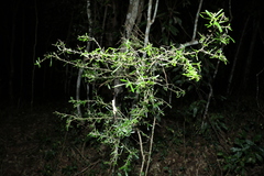 Pittosporum viscidum