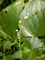 Chaunanthus