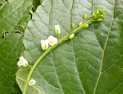 Chaunanthus