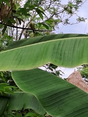 Aegithina lafresnayei