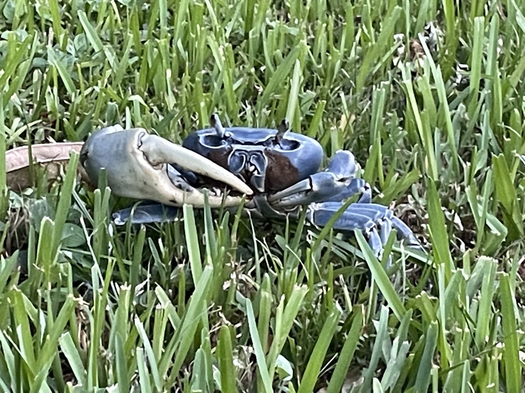 Blue Land Crab from Vero Beach, FL, US on August 19, 2022 at 0755 PM