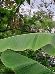 Aegithina lafresnayei