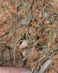 Lechea tenuifolia