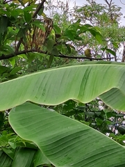 Aegithina lafresnayei