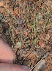 Lechea tenuifolia