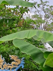 Aegithina lafresnayei