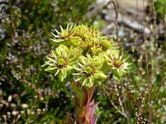 Sempervivum wulfenii