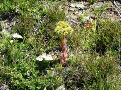 Sempervivum wulfenii