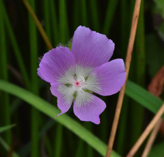 Sidalcea calycosa rhizomata