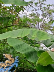 Aegithina lafresnayei