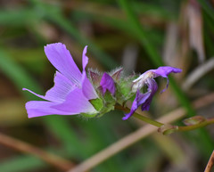 Sidalcea calycosa rhizomata