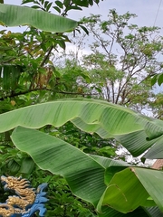 Aegithina lafresnayei