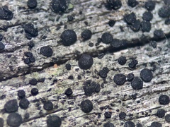 Leimonis erratica