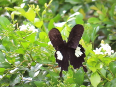 Papilio nephelus chaonulus