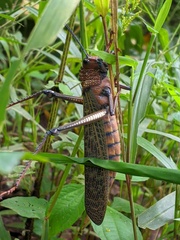 Tropidacris cristata