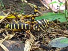 Tropidacris cristata