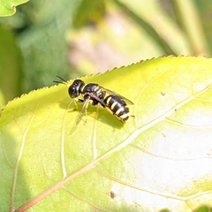 Ectemnius lapidarius