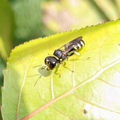 Ectemnius lapidarius