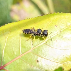 Ectemnius lapidarius