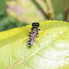 Ectemnius lapidarius