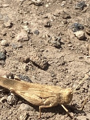 Oedipoda canariensis