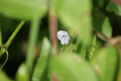 Commelina pallida