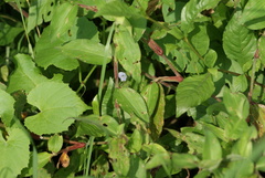 Commelina pallida