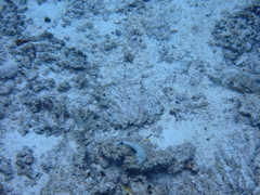 Parapercis millepunctata