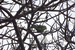 Brotogeris chiriri