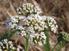 Achillea millefolium