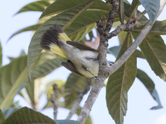Setophaga ruticilla