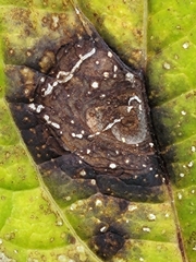 Cercospora hydrangeae