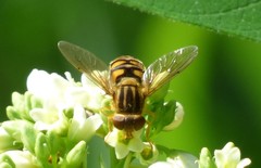 Parhelophilus laetus