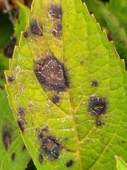 Cercospora hydrangeae