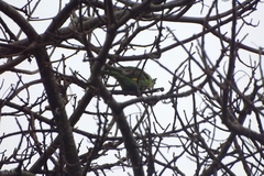Brotogeris chiriri