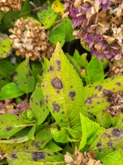 Cercospora hydrangeae