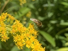 Sparnopolius confusus