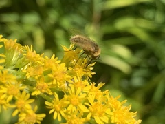 Sparnopolius confusus