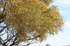 Acacia oswaldii