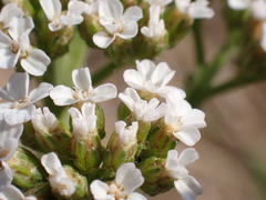 Achillea millefolium