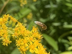 Sparnopolius confusus