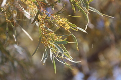 Acacia oswaldii