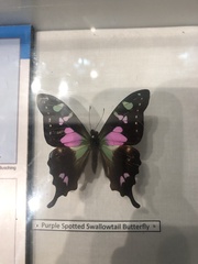 Graphium weiskei