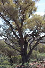 Acacia oswaldii