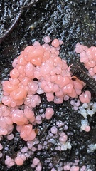 Mycogloea macrospora