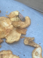 Lycorma delicatula
