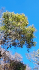 Nectandra angustifolia