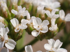 Achillea millefolium